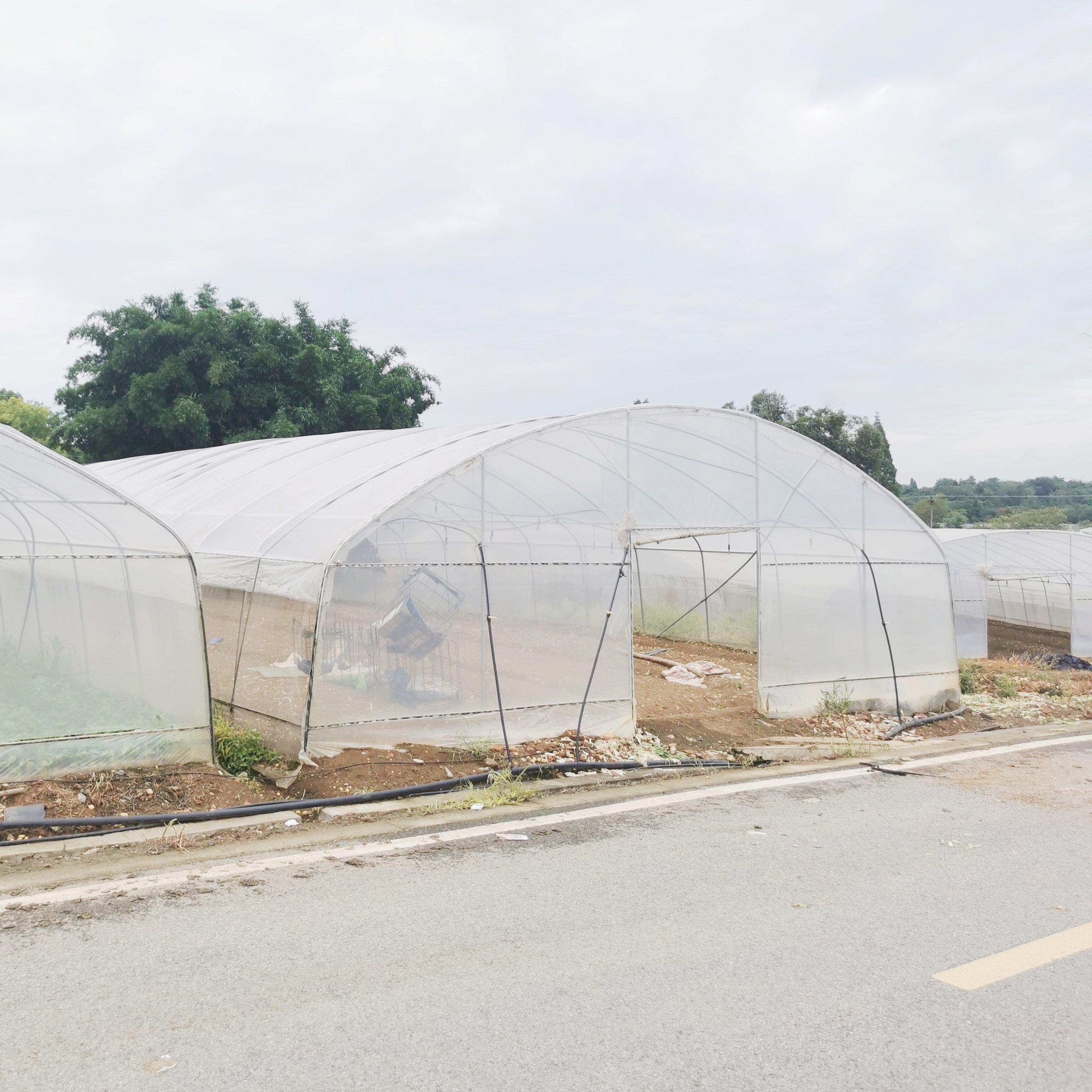 Economical hydroponics galvanized pipe greenhouse high tunnels plastic film agricultural greenhouse for vegetables planting