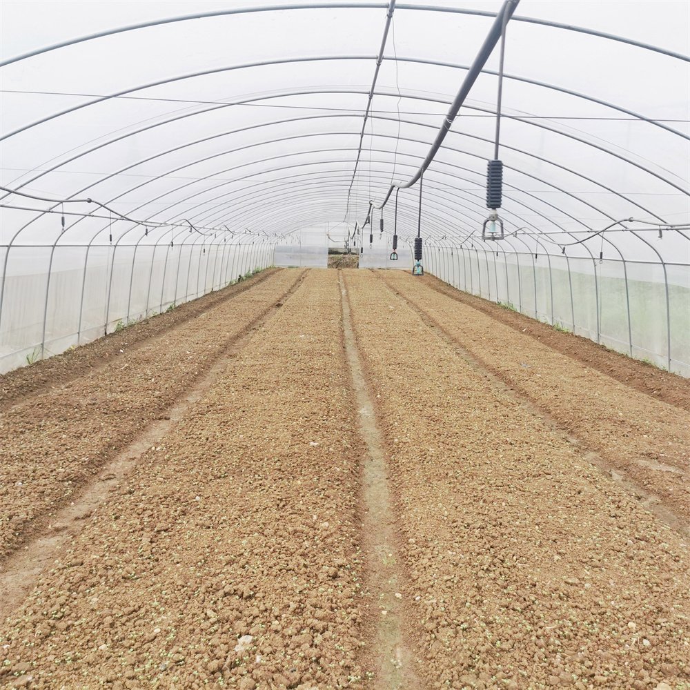 Economical hydroponics galvanized pipe greenhouse high tunnels plastic film agricultural greenhouse for vegetables planting