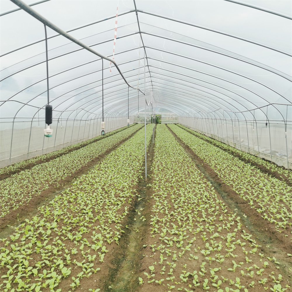 Economical hydroponics galvanized pipe greenhouse high tunnels plastic film agricultural greenhouse for vegetables planting