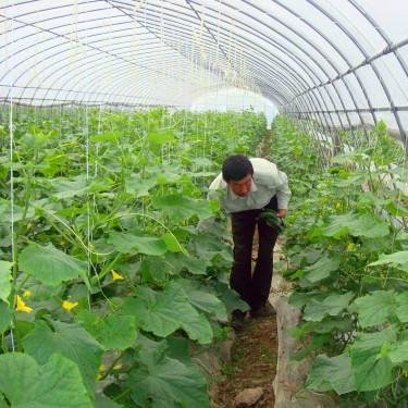 The cheapest agricultural greenhouse macro tunnel