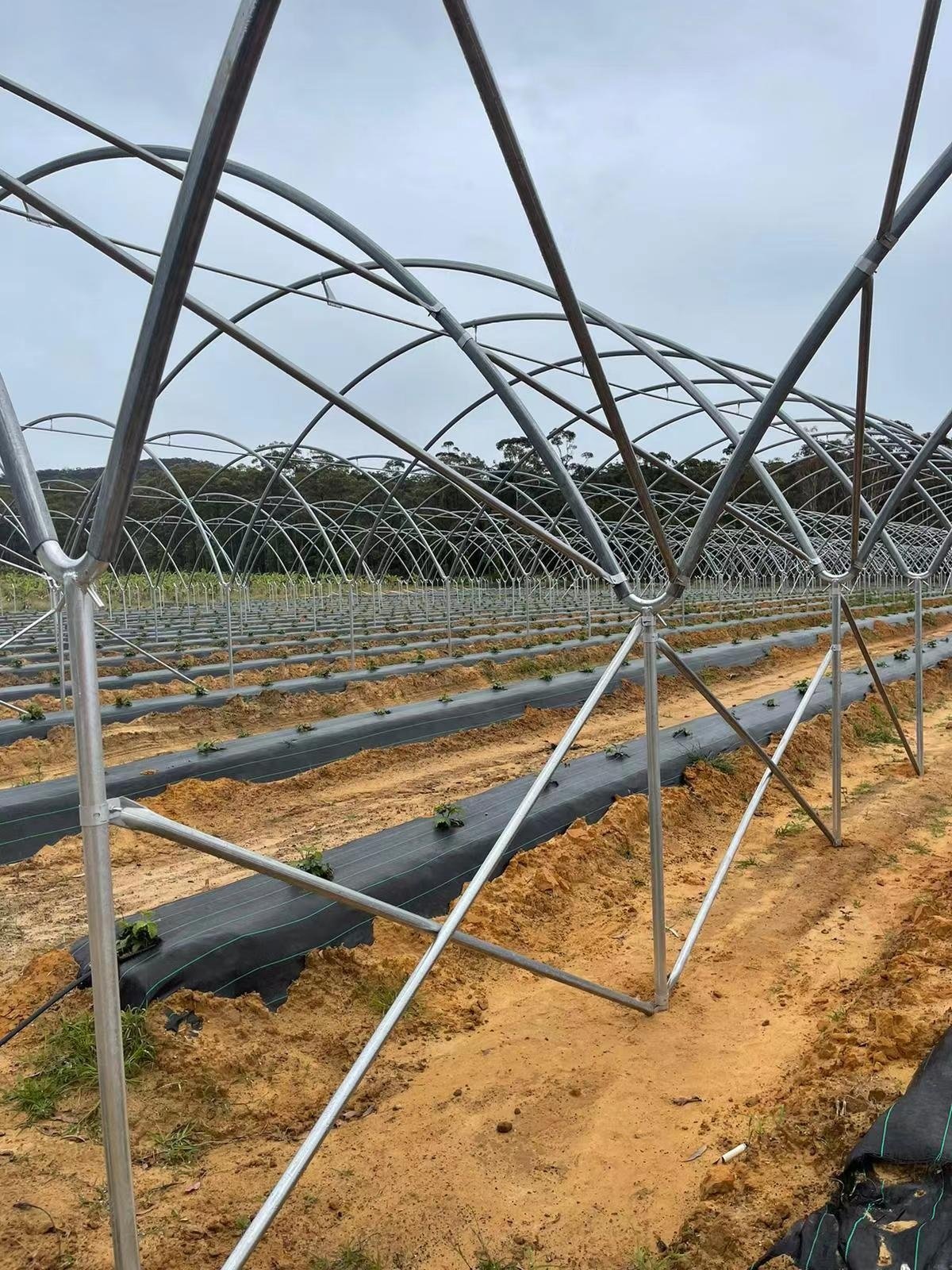 The cheapest agricultural greenhouse macro tunnel