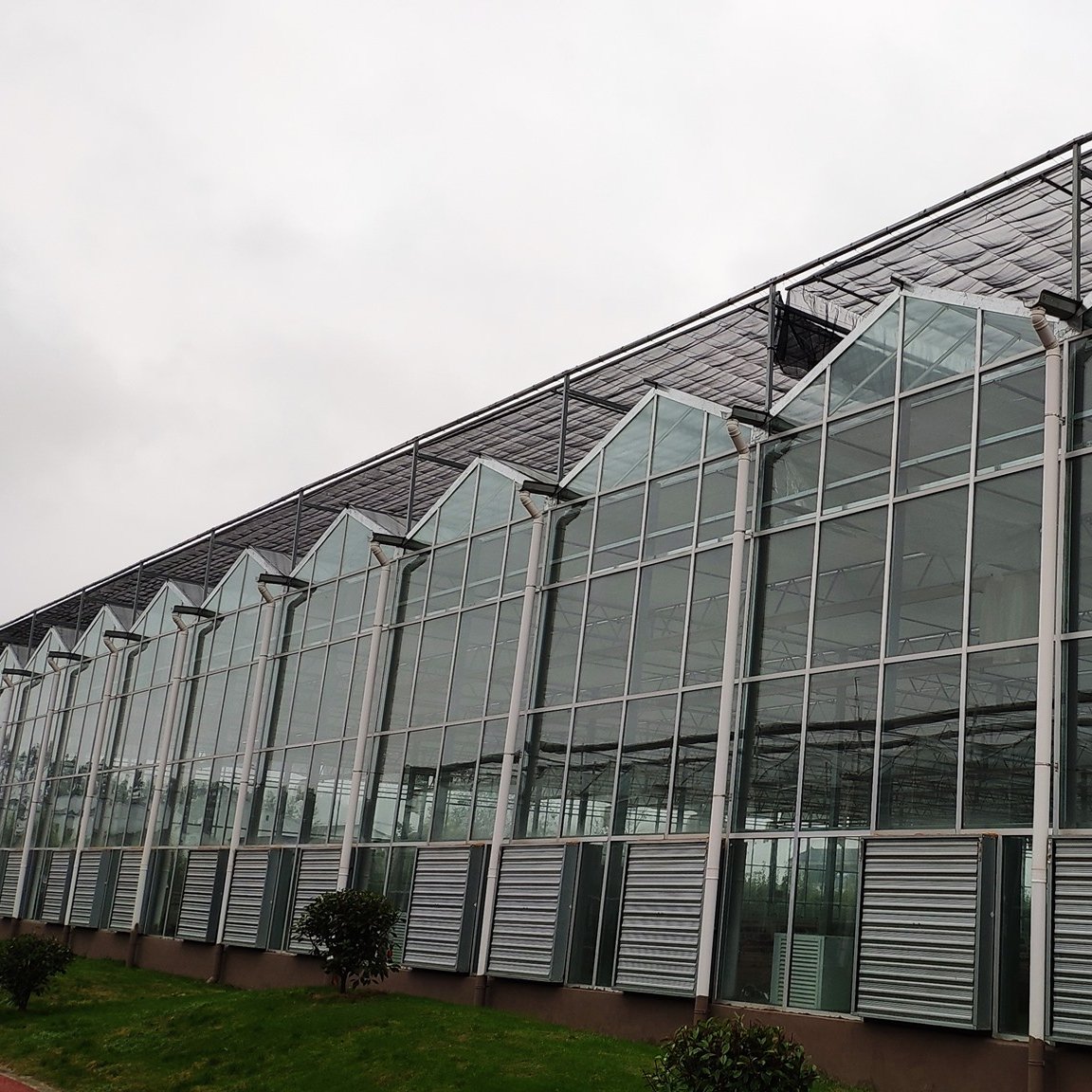 Agriculture Large Tomato Hydroponic Growing Systems Tropical Venlo Steel Structure Glass Greenhouse