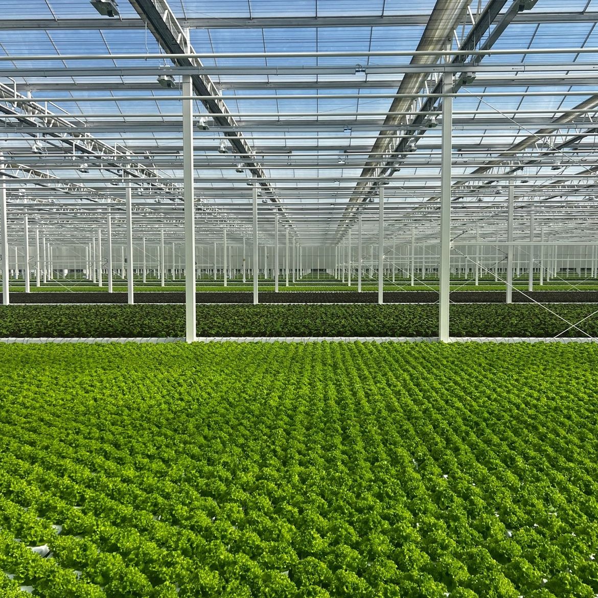 Large Commercial Green Houses Agriculture Greenhouse polycarbonate greenhouse