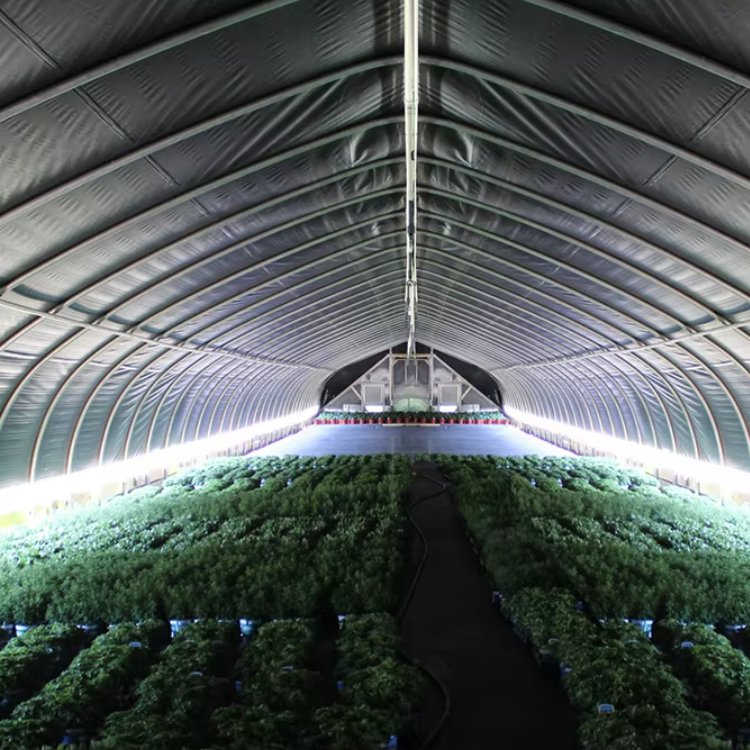 Low cost tomato span tunnel movable agricultural Plastic Film Cover Mushroom Greenhouse serre agricole solar greenhouse