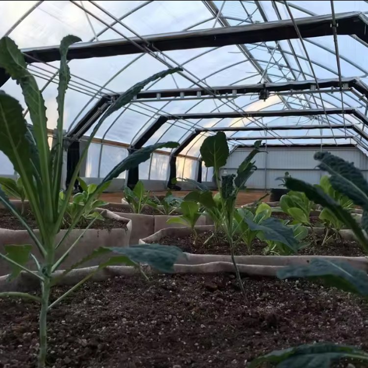 Low cost tomato span tunnel movable agricultural Plastic Film Cover Mushroom Greenhouse serre agricole solar greenhouse