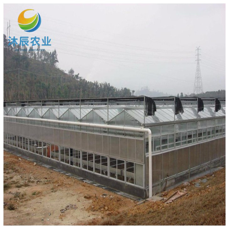 Agricultural Greenhouses Multi-span Polycarbonate Green House With Nft Hydroponic Growing System For Lettuce/herbs/microgreens