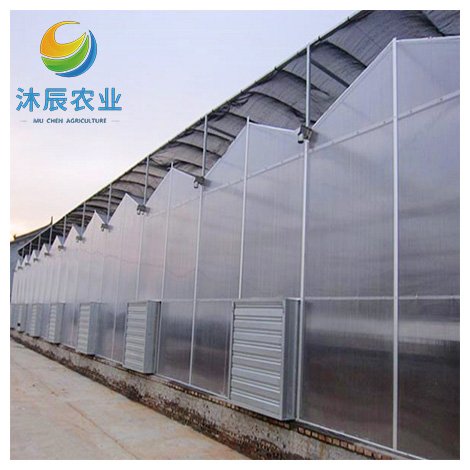 Agricultural Greenhouses Multi-span Polycarbonate Green House With Nft Hydroponic Growing System For Lettuce/herbs/microgreens
