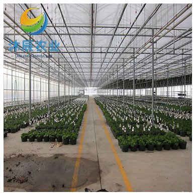 Agricultural Greenhouses Multi-span Polycarbonate Green House With Nft Hydroponic Growing System For Lettuce/herbs/microgreens
