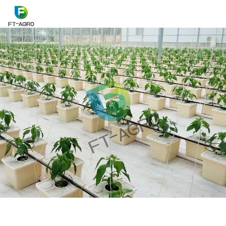 Aquaponics Growing Hydroponics for vegetable planting