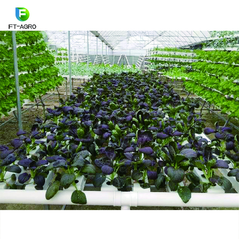 Aquaponics Growing Hydroponics for vegetable planting