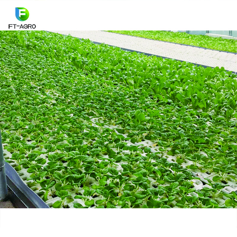 Aquaponics Growing Hydroponics for vegetable planting