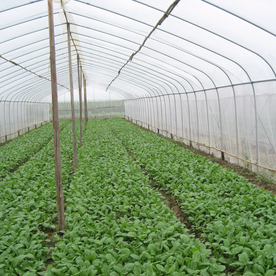 Agricultural Vertical Farming Singlespan Tunnel Transparent Film Garden Drip Irrigation Large Plant Grow System Large Greenhouse