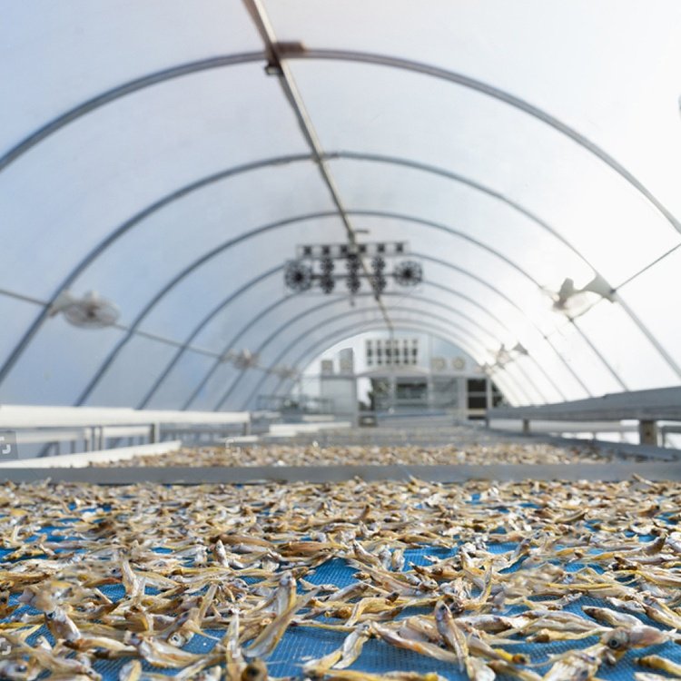 Greenhouse dryer fruits drying solar panels powered tunnel greenhouse dryer