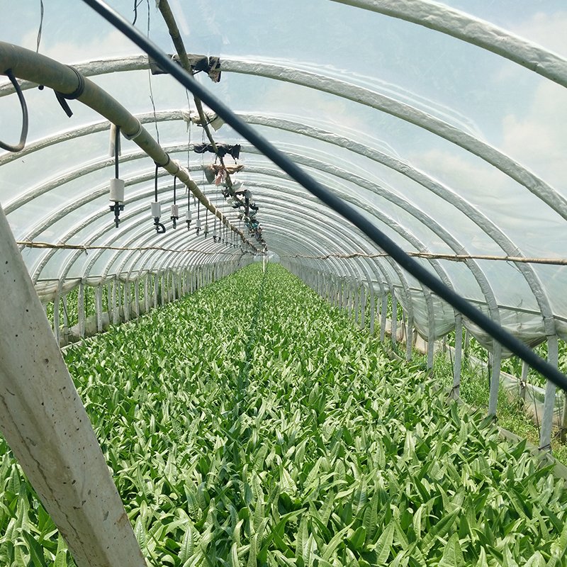 Best and Economical Outdoor Greenhouses Chinese Manufactured Garden Greenhouse Cover for Agriculture