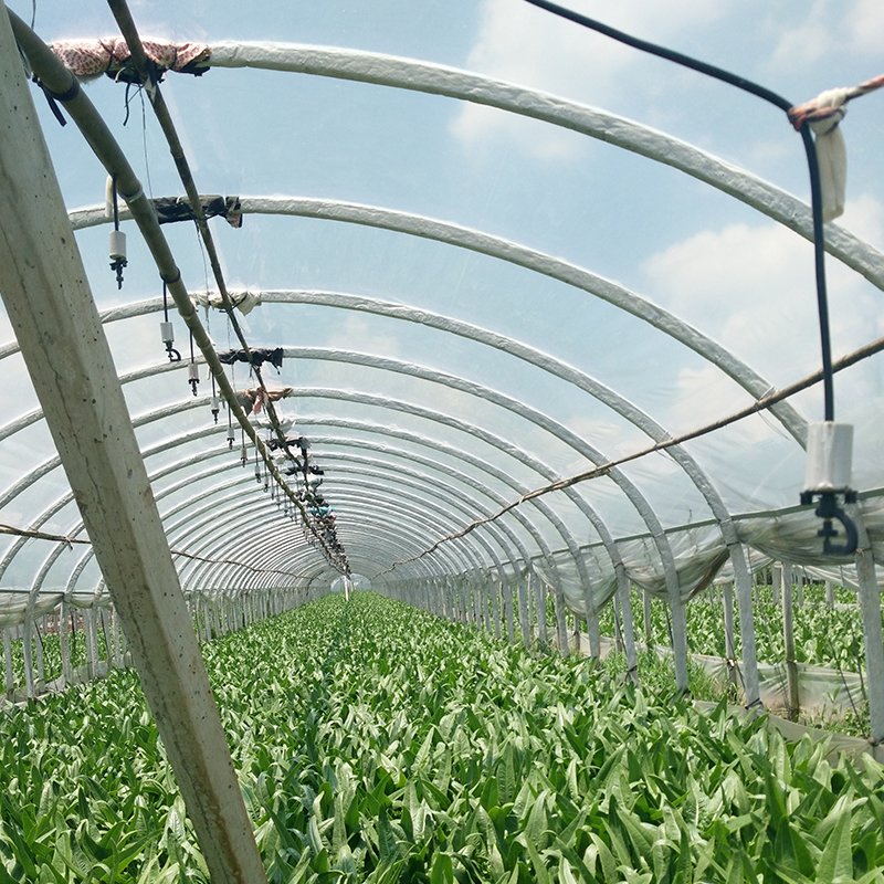 Best and Economical Outdoor Greenhouses Chinese Manufactured Garden Greenhouse Cover for Agriculture