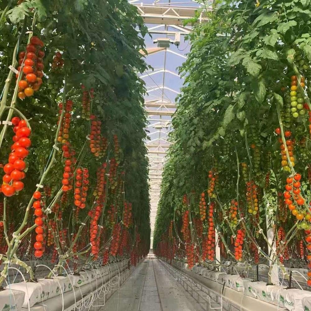 Seepoem high quality agricultural green house for tomato growing
