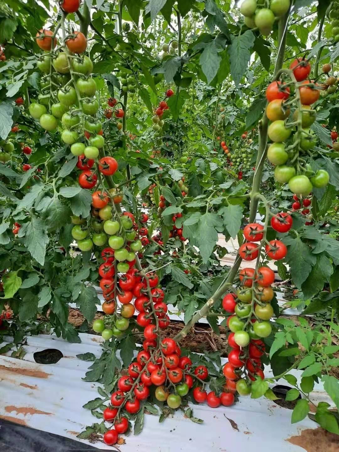 Seepoem high quality agricultural green house for tomato growing