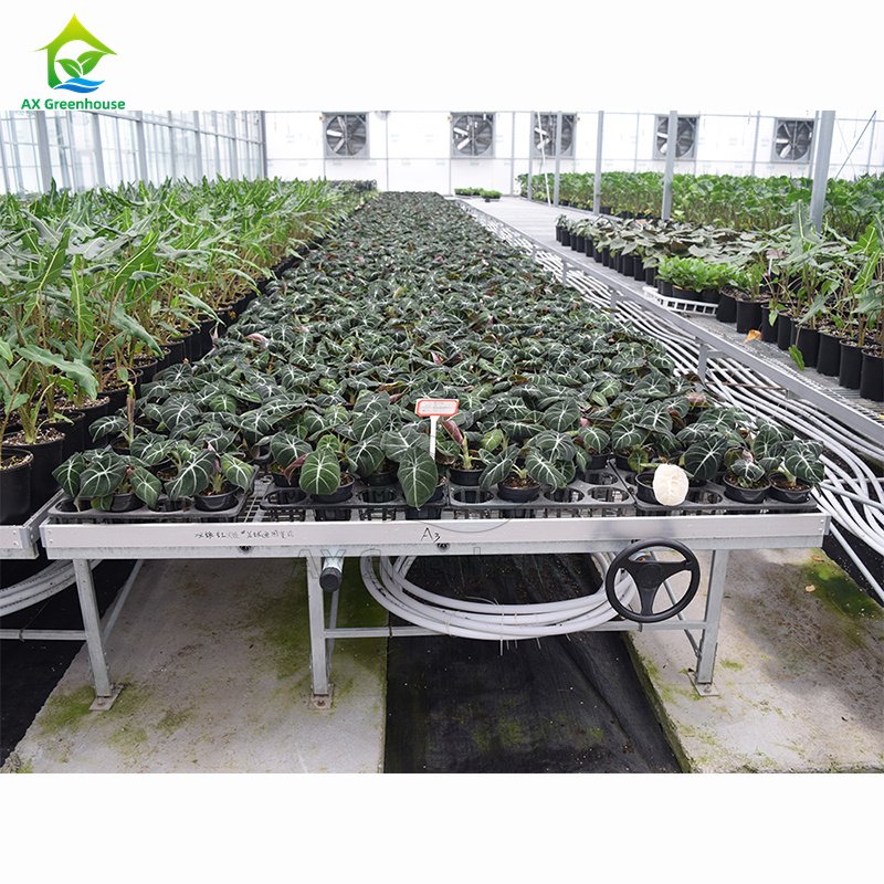 Greenhouse Hydroponic Projects Culturing Ebb Flow Benches Table Seedbed Rolling Bench