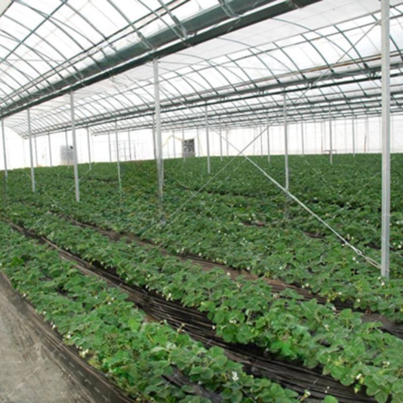 Hot Selling Good Price Vegetable Garden Greenhouse with Cooling System for South America/Africa/Turkey/Indonesia