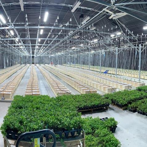Growing Rolling Table High Quality Ebb Flow Greenhouse Bench