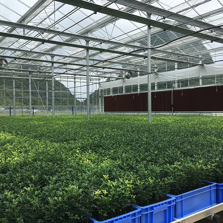 Nursery hothouse solar conservatory agriculture glasshouse lean to green house winter greenhouse