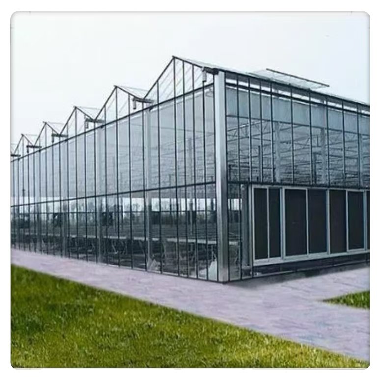 China Customized Intelligent Glass Multi Span Greenhouse for Lettuce Hydroponic Cultivation Film Steel Material Agriculture Use