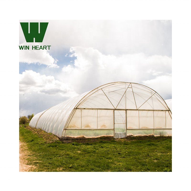Hot-Galvanized Frame Single Tunnel Greenhouse For Growing Vegetables