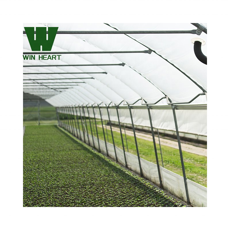 Hot-Galvanized Frame Single Tunnel Greenhouse For Growing Vegetables