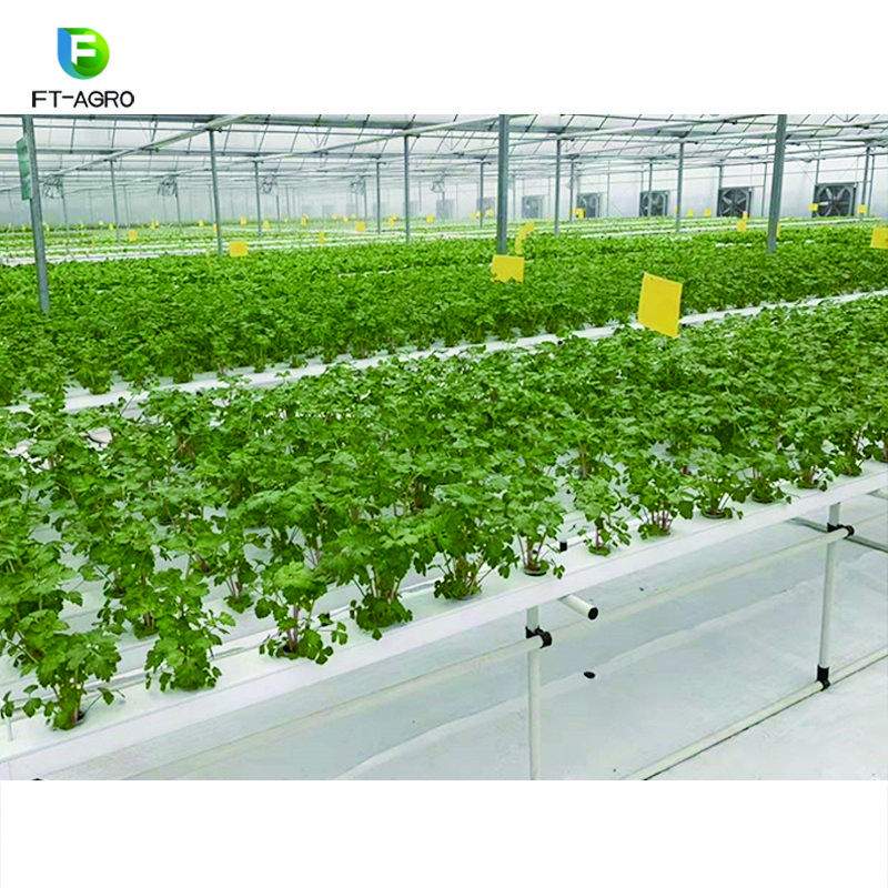 The commercial professional cheapest NFT hydroponics system greenhouse for sale