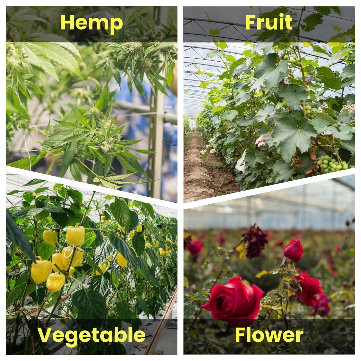 Vegetables Farming Film Plastic Tunnel Hoop House Agriculture Greenhouse