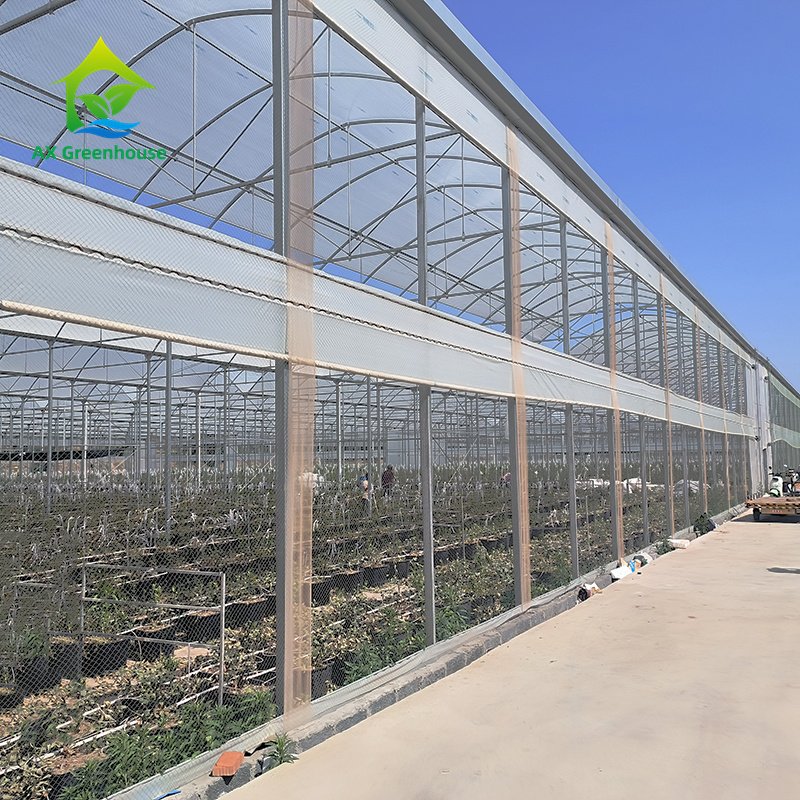 Wholesale Commercial Low Cost Multi-span Tunnel Plastic Film Blueberry Agricultural Greenhouse Drying House For Vegetable