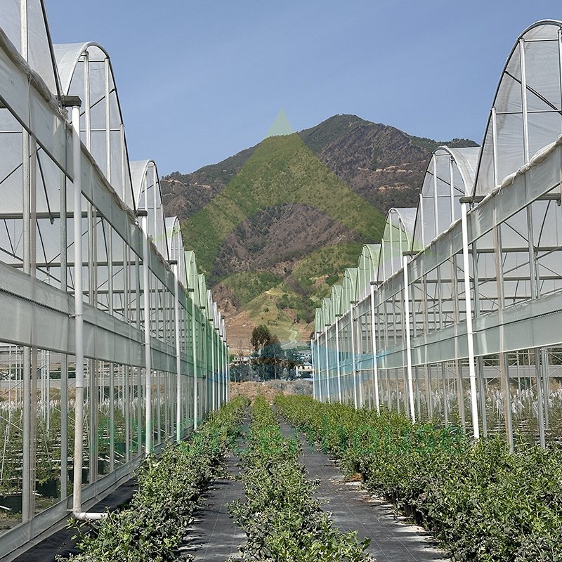 Wholesale Commercial Low Cost Multi-span Tunnel Plastic Film Blueberry Agricultural Greenhouse Drying House For Vegetable