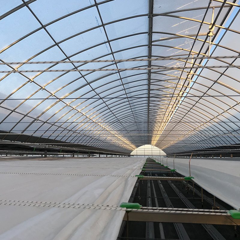 Mode Film Sheet Greenhouse with Tomato Growing System Large Inside or Outside Shading System Factory Price Professional Korean