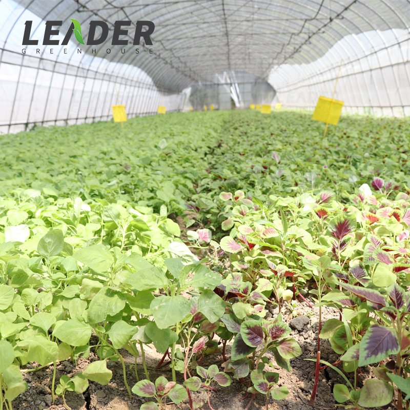 agriculture vegetable growing UV protection poly film cover tunnel single span hot galvanized greenhouse low cost kit