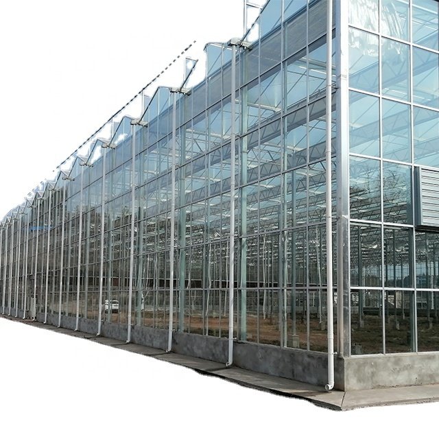 High Efficiency Large Multi-Span Glass Agricultural Greenhouse