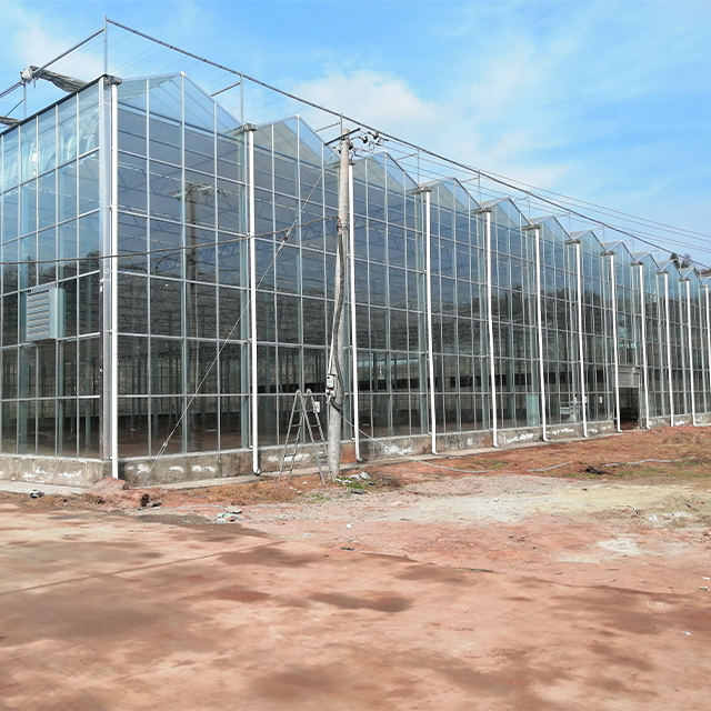 High Efficiency Large Multi-Span Glass Agricultural Greenhouse
