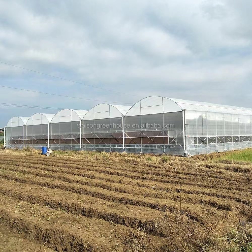 High Quality Tropical Multi Span Agriculture Greenhouse for Vegetable