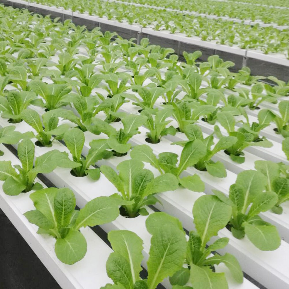 Greenhouse Commercial Plant Agricultural greenhouses nft hydroponic channels pipe pvc square hydroponic nft growing systems