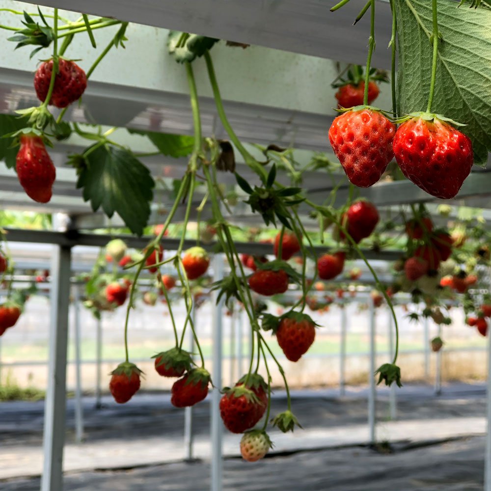 Greenhouse Commercial Plant Agricultural greenhouses nft hydroponic channels pipe pvc square hydroponic nft growing systems