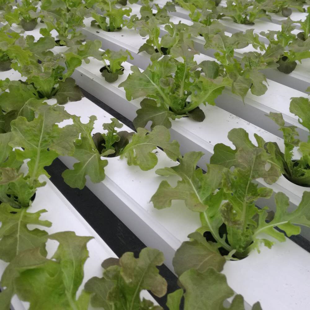 Greenhouse Commercial Plant Agricultural greenhouses nft hydroponic channels pipe pvc square hydroponic nft growing systems