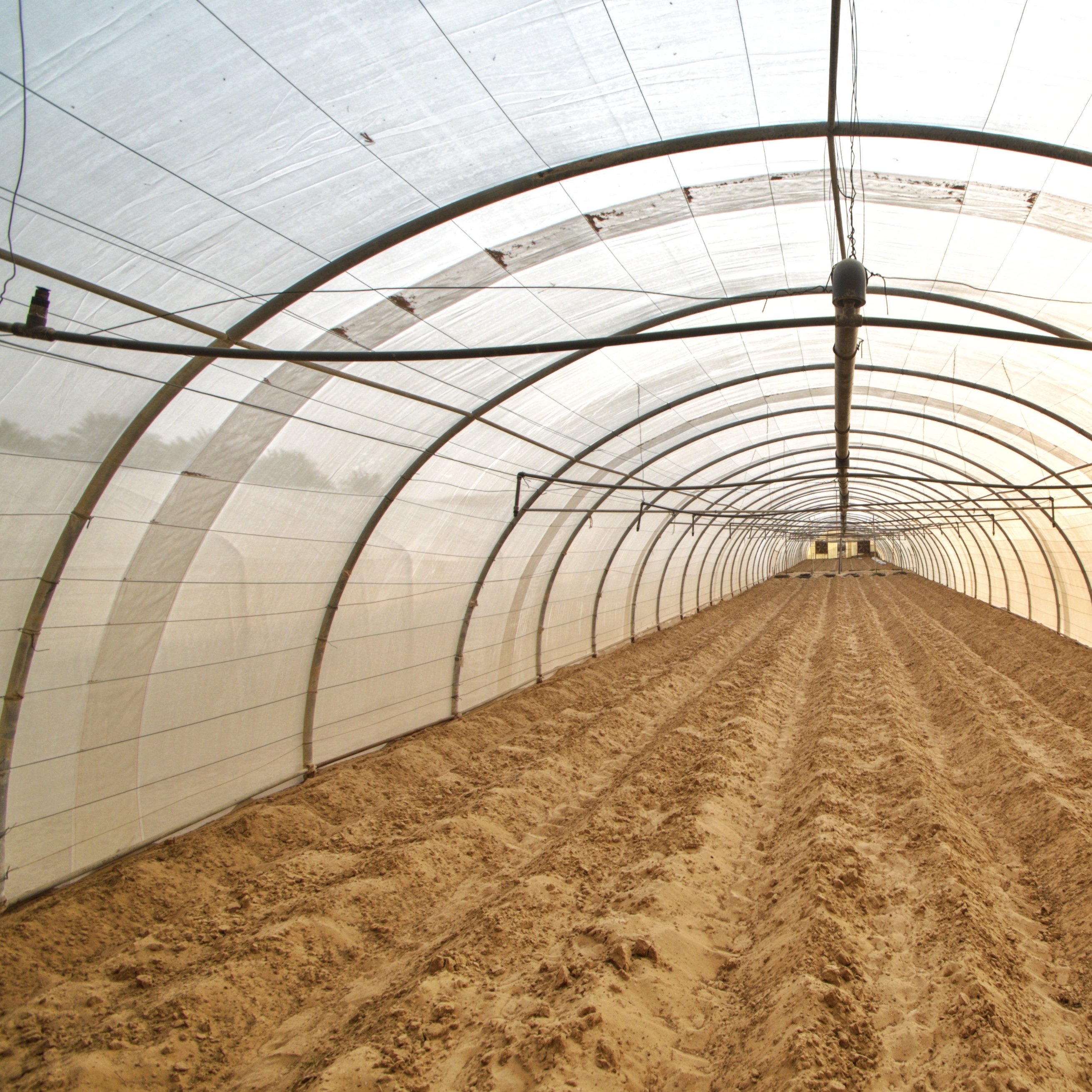 Greenhouses China Custom Green House For Planting Single-span Tunnel Greenhouse Agricultural Greenhouses For Sal