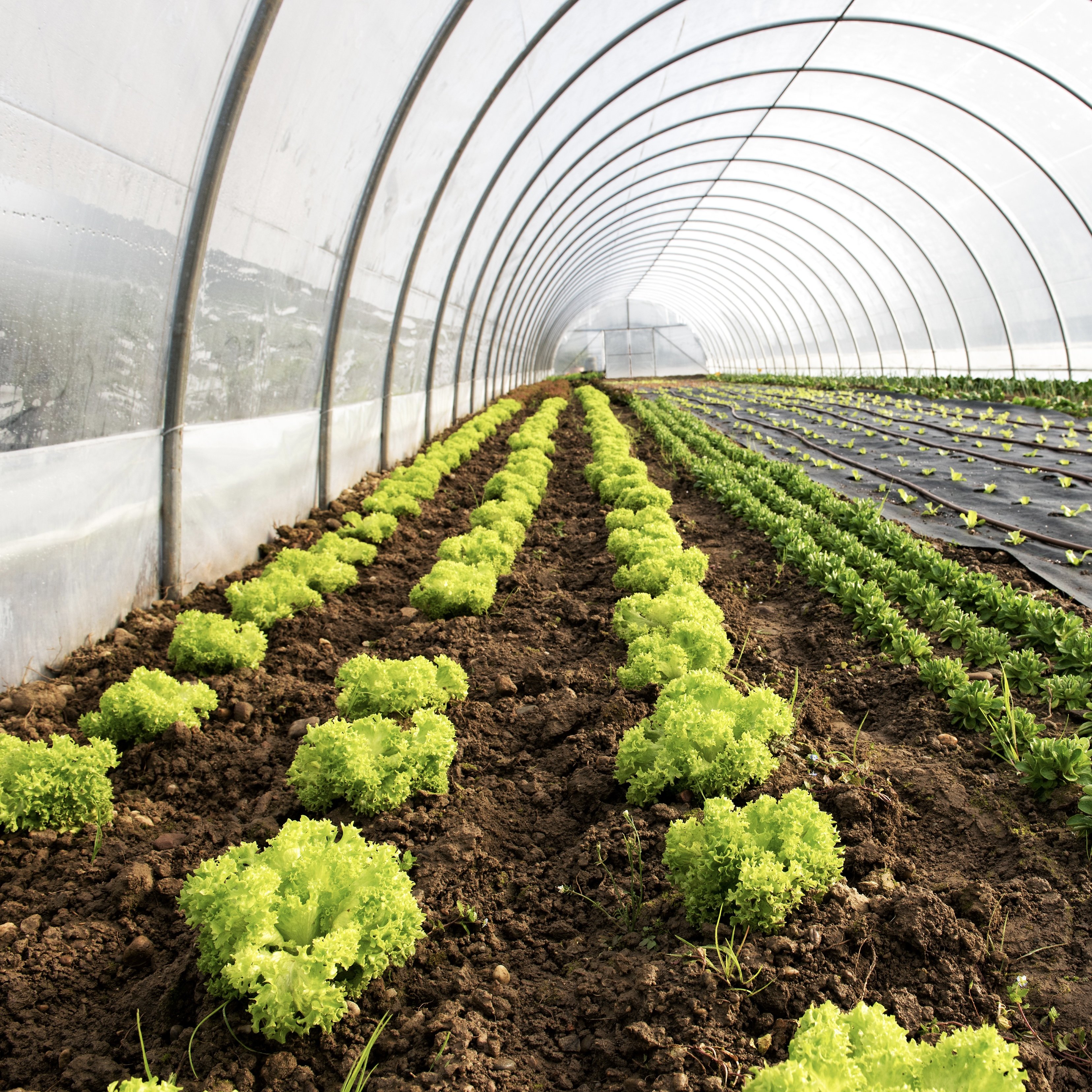 Greenhouses China Custom Green House For Planting Single-span Tunnel Greenhouse Agricultural Greenhouses For Sal
