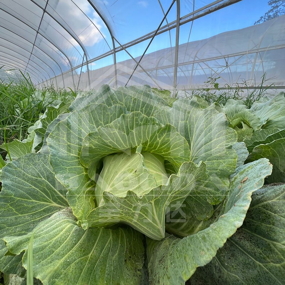 Baolida Polytunnel High Quality Plastic Film High Tunnel Single-Span Greenhouse For Agriculture