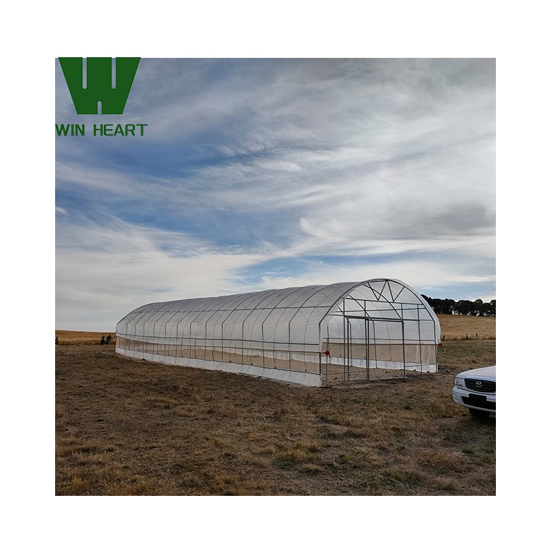 Single-Span Agricultural/Commercial Greenhouse for Vegetable Tomato Growing