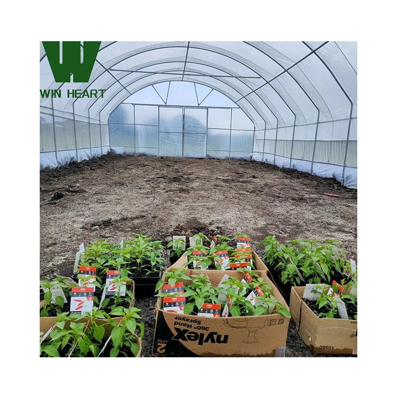 Single-Span Agricultural/Commercial Greenhouse for Vegetable Tomato Growing
