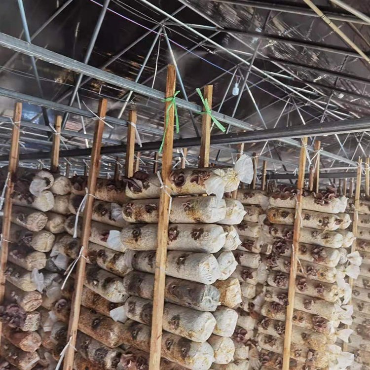 China See Poem Cheap Price Mushroom Farming greenhouses