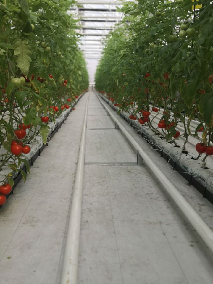 Low Cost Plants Growing Single-span Cheap Large Size Tunnel Agricultural Greenhouse For Tomato Growing