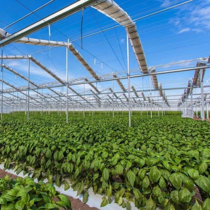 Jia Pei High Quality Retractable Greenhouse Polycarbonate Cover for Flower & Vegetable Seeding Hydroponic Agricultural Use