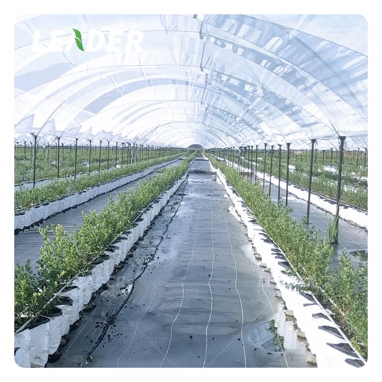 Excellent Air Circulation Polytunnels Easy Install Side Vent Poly Film Cover Farming Blueberry Greenhouse