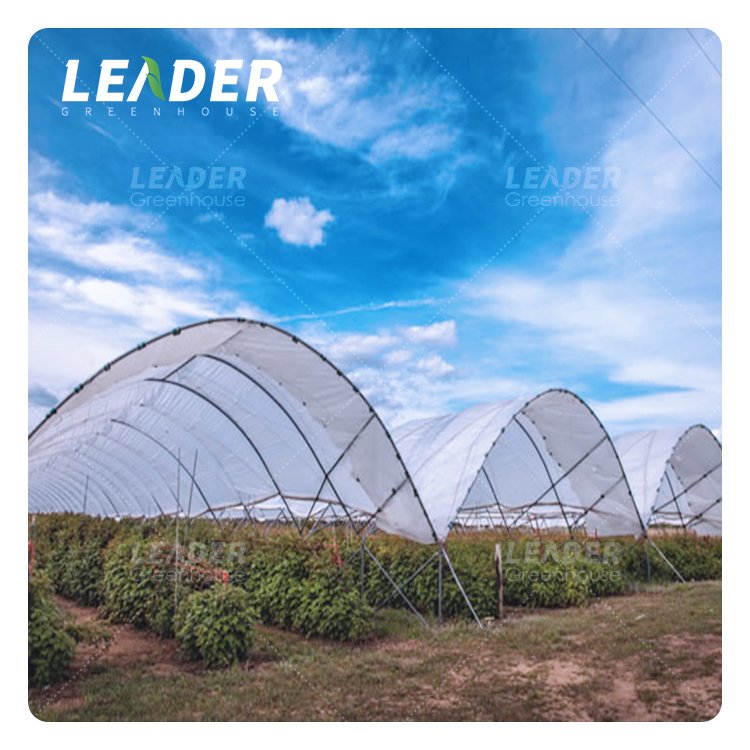 Excellent Air Circulation Polytunnels Easy Install Side Vent Poly Film Cover Farming Blueberry Greenhouse